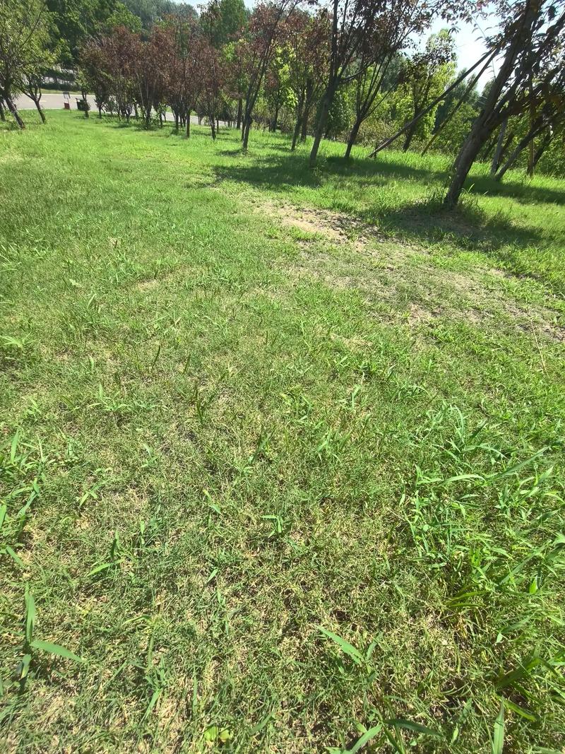 河池护坡种子工厂 生态修复草种与进口草坪种的草种生产经营之道