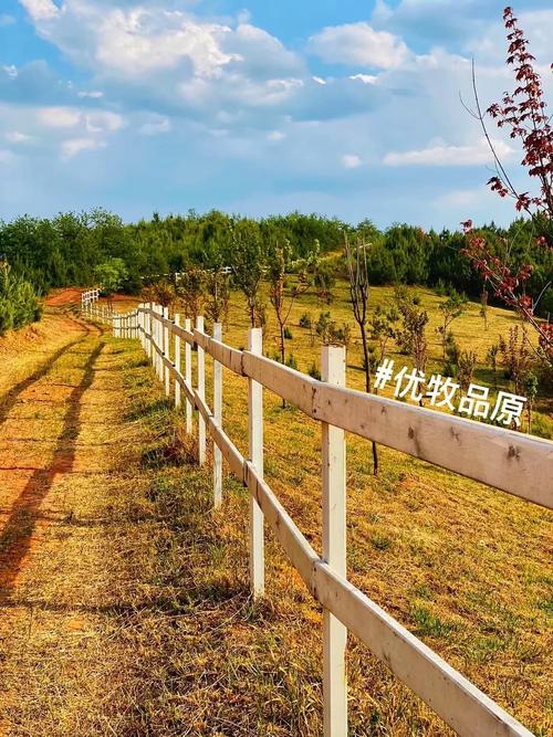 从一粒草种到一颗成熟的蒲公英 奶牛、墨尔本与昆明之间的漂泊寓言