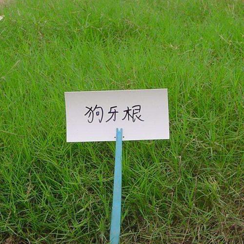 专业草种、灌木、花种批发——本公司长期经营草种生产经营