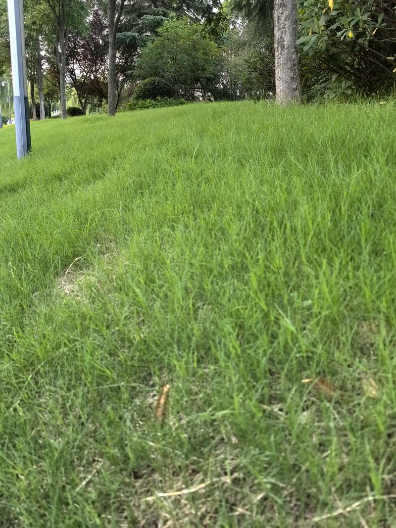 惠州狼尾草种子生产商,生态修复草种,进